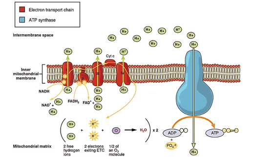 Radical Biology 101