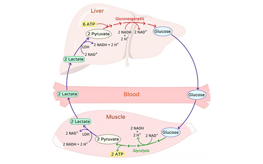 Anaerobic Glycolysis and Lactate Metabolism