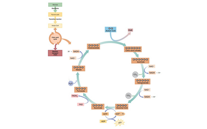 The NAD+/NADH Ratio and Aerobic Respiration